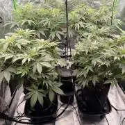 Sticky Braccoli Auto - Eternity Cup 2026