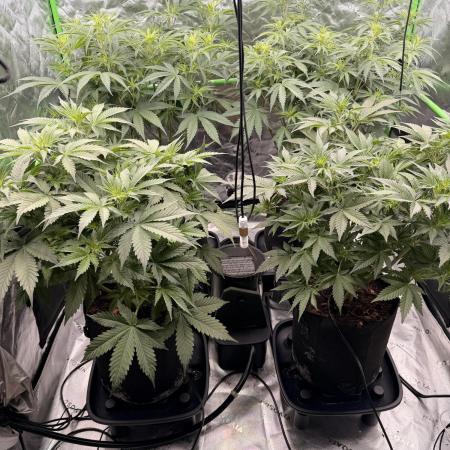 Sticky Braccoli Auto - Eternity Cup 2026