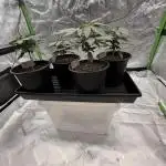 Fast Deisel from izi.farm