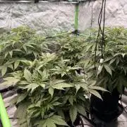 Sticky Braccoli Auto - Eternity Cup 2026