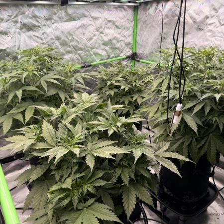 Sticky Braccoli Auto - Eternity Cup 2026