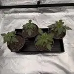 Fast Deisel from izi.farm