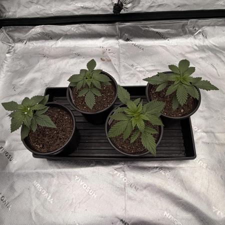 Fast Deisel from izi.farm