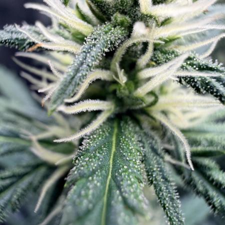 Gorilla Zkittles Auto