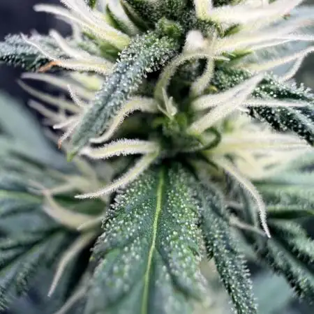 Gorilla Zkittles Auto