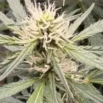 Gorilla Zkittles Auto