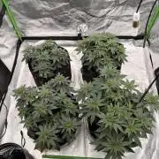 Fast Deisel from izi.farm