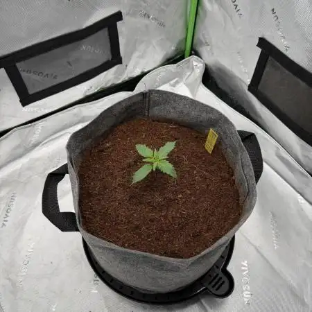 Gorilla Zkittles Auto