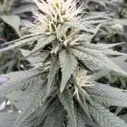 Fast Deisel from izi.farm