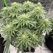 Fast Deisel from izi.farm