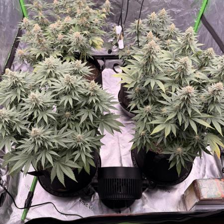 Fast Deisel from izi.farm