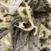 Gorilla Zkittles Auto