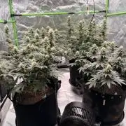 Fast Deisel from izi.farm