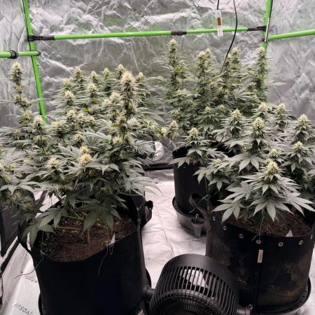 Fast Deisel from izi.farm