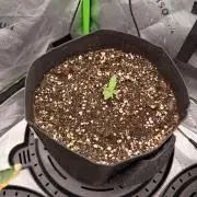 Hash Burger - seedsupreme.com