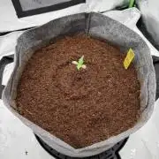 Gorilla Zkittles Auto