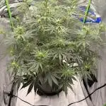 Gorilla Zkittles Auto