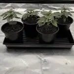 Fast Deisel from izi.farm