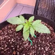 Hash Burger-Seedsupreme.com