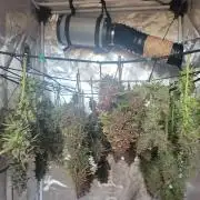 First and quick FASTBUDS sprint