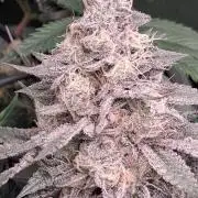 Ganja therapy 26