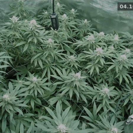 Ganja therapy 26