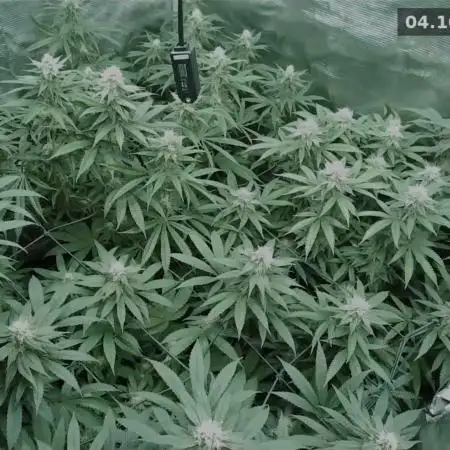 Ganja therapy 26