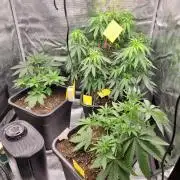 Ganja therapy 26
