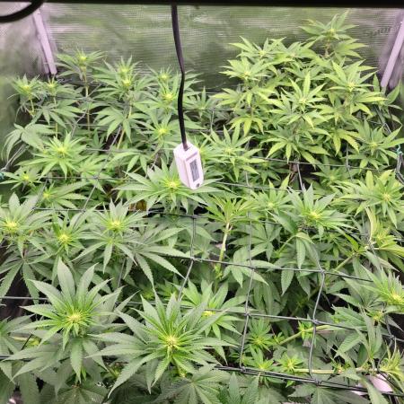 Ganja therapy 26