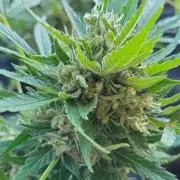 Outdoor 2026 Fastbuds