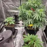 Ganja therapy 26