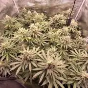 Ganja therapy 26