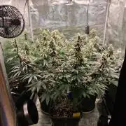 Ganja therapy 26