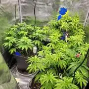 Ganja therapy 26