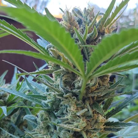 Outdoor 2026 Fastbuds
