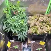 Ganja therapy 26