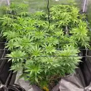 Ganja therapy 26