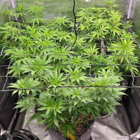 Ganja therapy 26