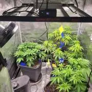 Ganja therapy 26