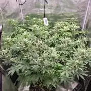 Ganja therapy 26