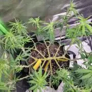 Mainlining & other curiosities ?