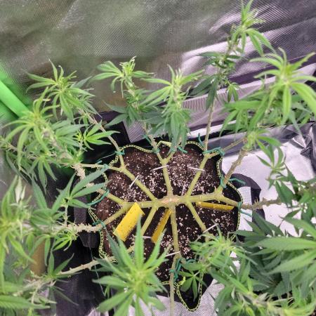 Mainlining & other curiosities ?