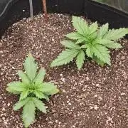 Banana Purple Punch Auto RF3 organic.