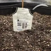 Guava Auto RF3 organic.