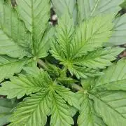 Banana Purple Punch Auto RF3 organic.