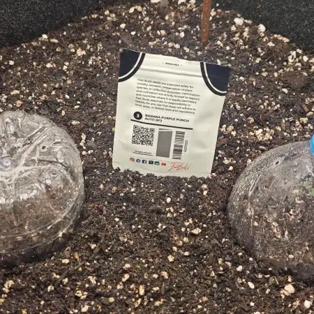 Banana Purple Punch Auto RF3 organic.