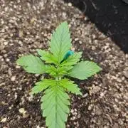 Banana Purple Punch Auto RF3 organic.