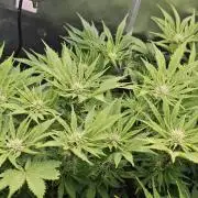 Banana Purple Punch Auto RF3 organic.