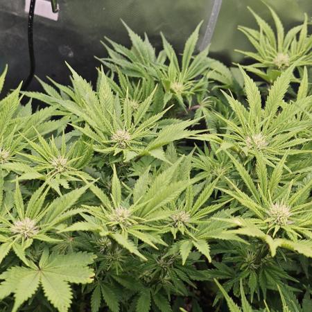 Banana Purple Punch Auto RF3 organic.