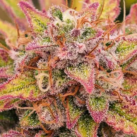 Guava Auto RF3 organic.